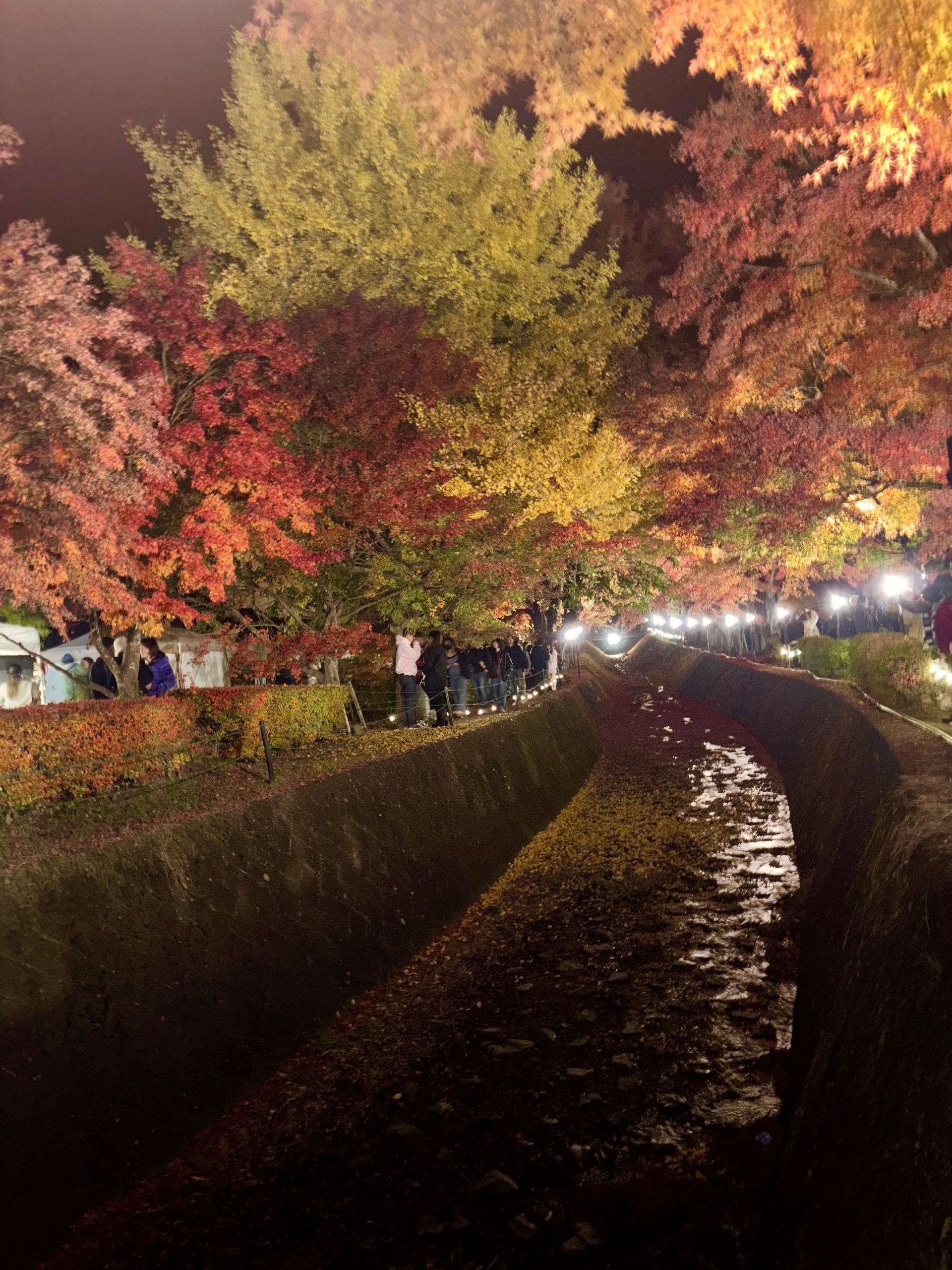 紅葉祭りも残り一週間です🍁🍂