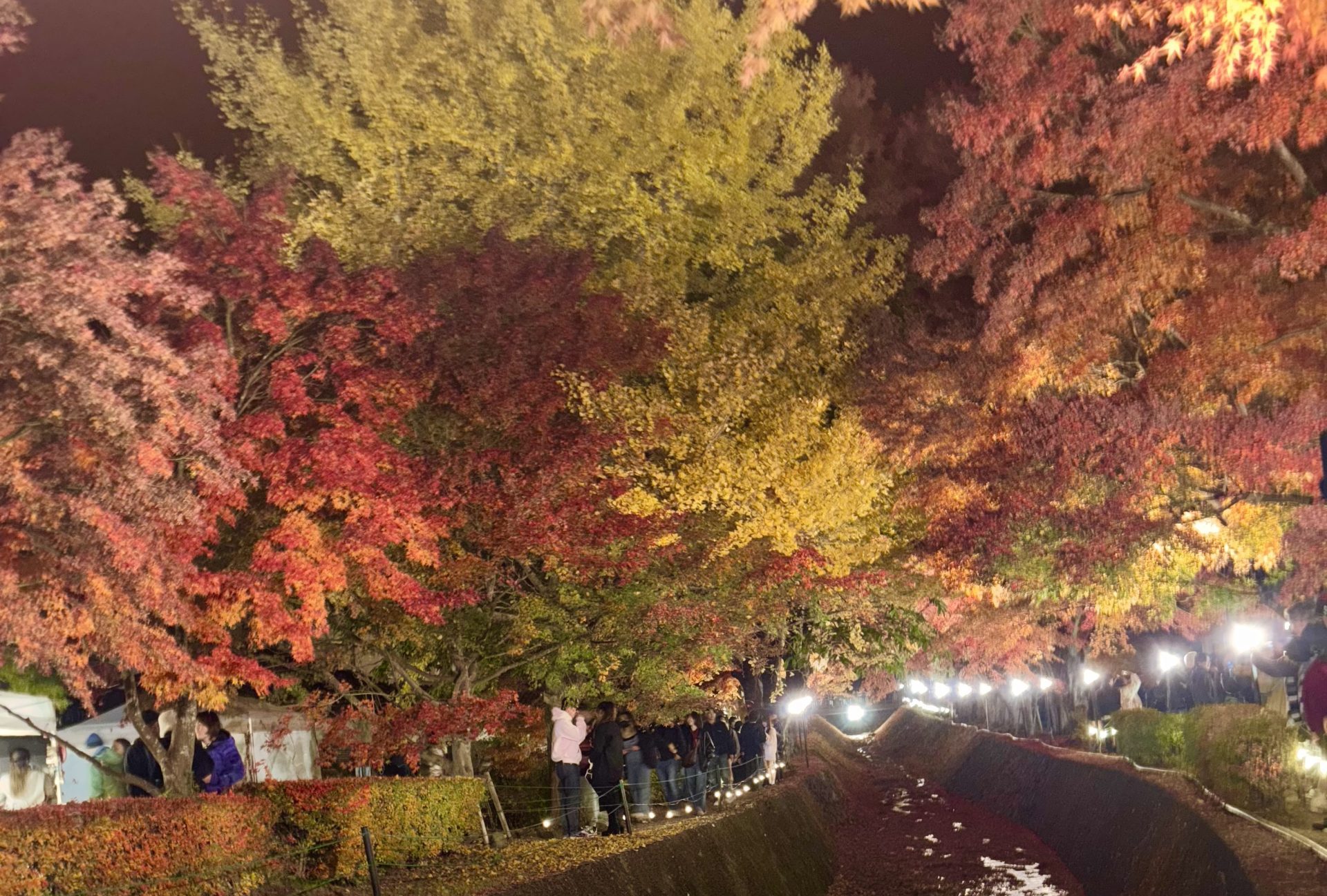 秋の河口湖でまったり紅葉＆富士山を堪能！